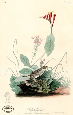 PDXC20605 -- Audubon Henslow's Bunting